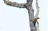 Greater Flameback